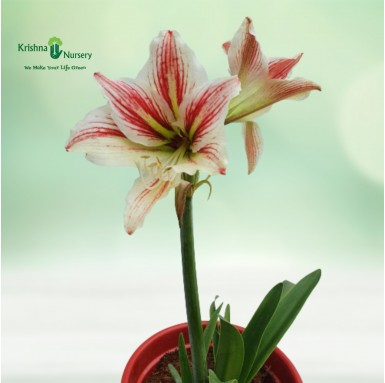 Amaryllis Lily Plant - Flower Plants -  - amaryllis-lily-plant -   