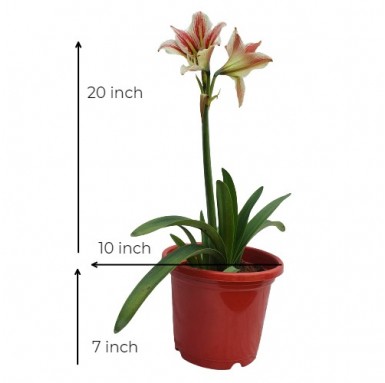 Amaryllis Lily Plant