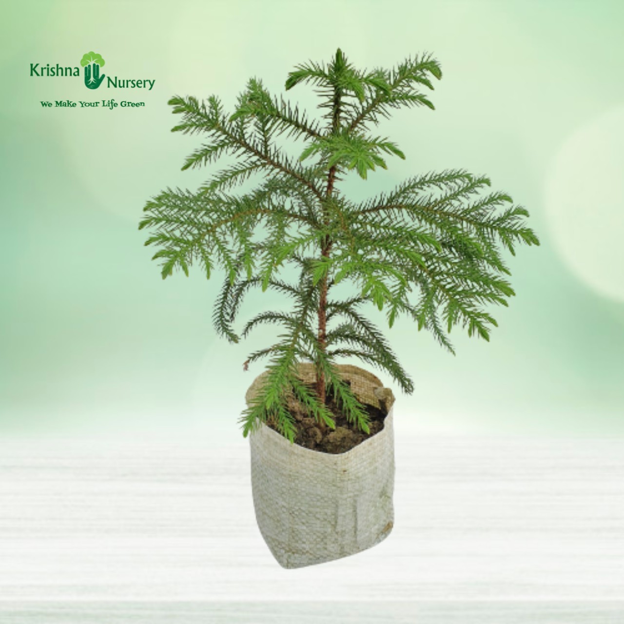 Araucaria Plant with Polybag - Indoor Plants -  - araucaria-plant-with-polybag -   