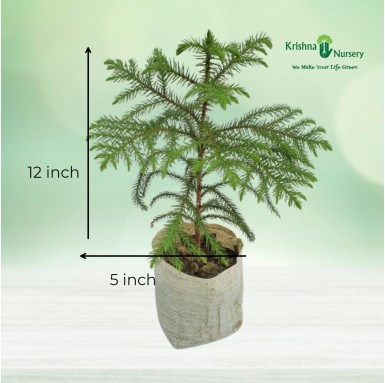 Araucaria Plant with Polybag - Indoor Plants -  - araucaria-plant-with-polybag -   