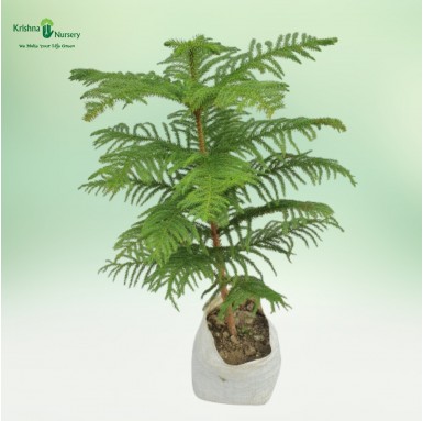 Araucaria Plant with Polybag