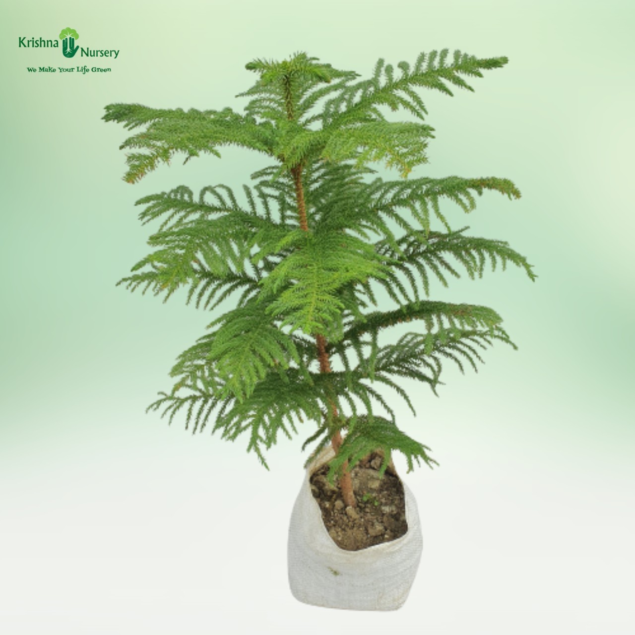 Araucaria Plant