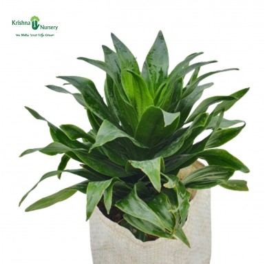 Dracena Compacta Plant with Polybag - Table Top Plants -  - dracena-compacta-plant-with-polybag -   