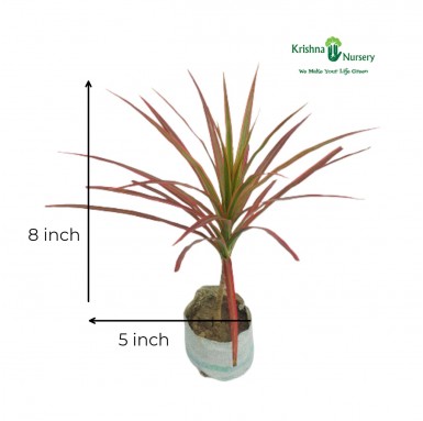 Dracaena Marginata Plant - Indoor Plants -  - dracaena-marginata-plant -   