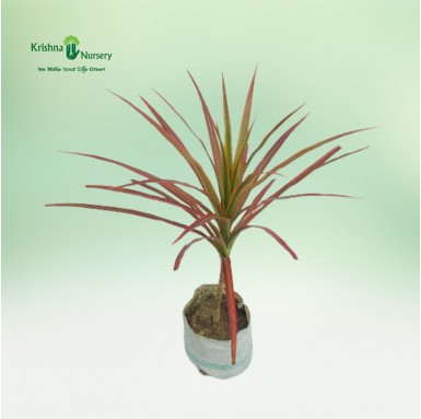 Dracaena Marginata Plant - 5 Inch - Poly Bag