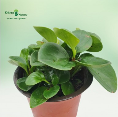 Peperomia Plant - 5 inch - Red Pot
