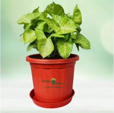 Syngonium Golden Plant - 10 Inch - Red Pot
