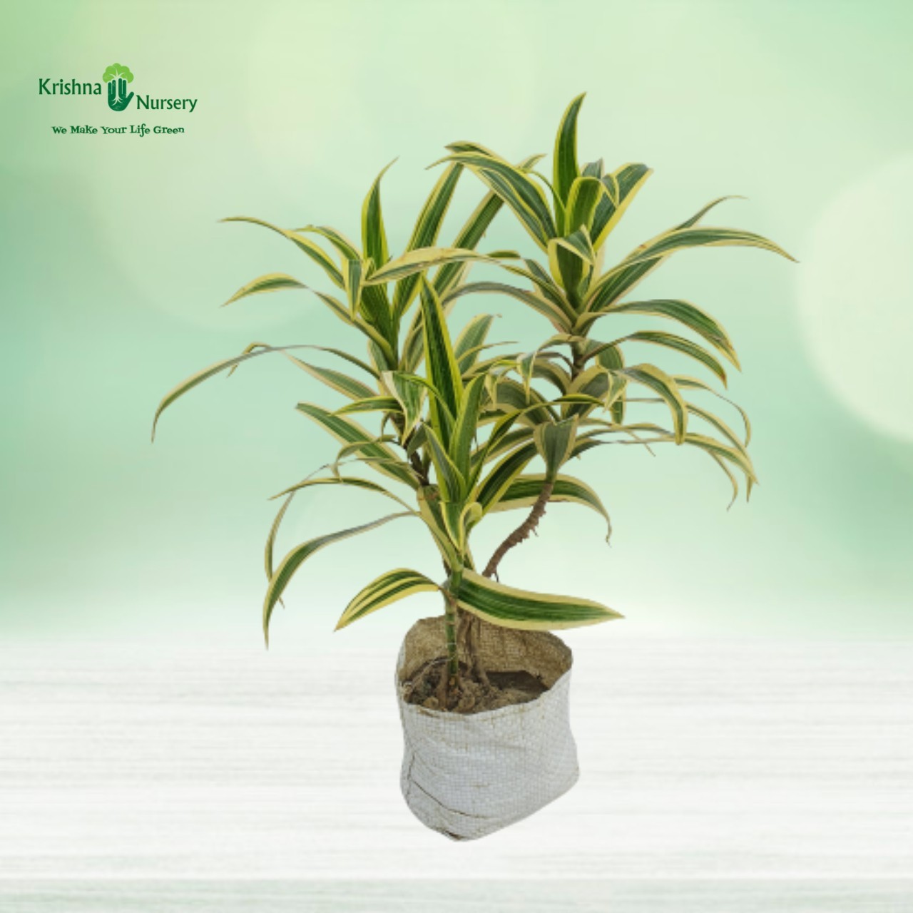 Golden Song of India Plant with Polybag - Green Wall Plants -  - golden-song-of-india-plant-with-polybag -   