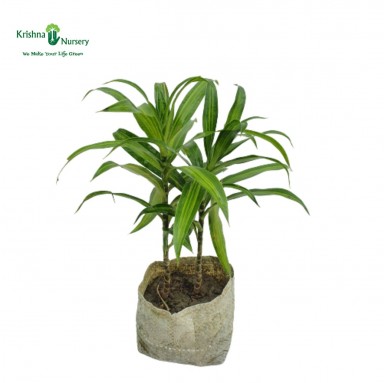 Green Song Of India Plant With Polybag - Green Wall Plants -  - green-song-of-india-plant-with-polybag -   