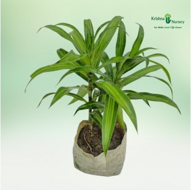 Green Song Of India Plant With Polybag - Green Wall Plants -  - green-song-of-india-plant-with-polybag -   