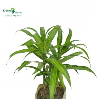 Green Song Of India Plant - 4 inch - Poly Bag
