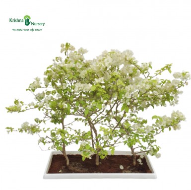 Bougainvillea White Flower Plant with Tray - Flower Plants -  - bougainvillea-white-flower-plant-with-tray -   