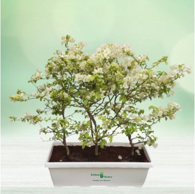 Bougainvillea White Flower Plant - 30 inch - White Pot