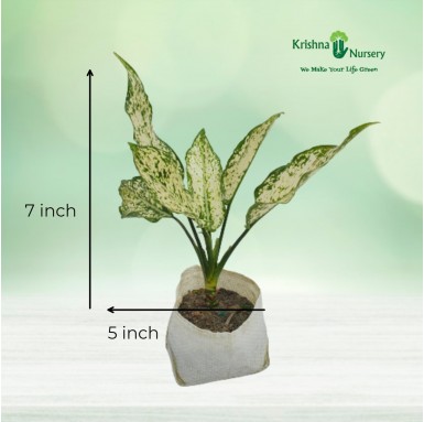 Aglaonema Snow White Plant - 5 Inch - Poly Bag