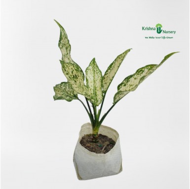 Aglaonema Snow White Plant with Polybag - Indoor Plants -  - aglaonema-snow-white-plant-with-polybag -   