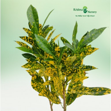 Gold Dust Croton Plant - 5 Inch - Poly Bag