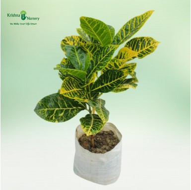 Yellow Croton Plant - Indoor Plants -  - yellow-croton-plant -   