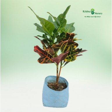 Oakleaf Croton Plant - 8 Inch - Poly Bag