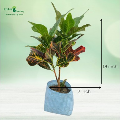 Oakleaf Croton Plant - 8 Inch - Poly Bag