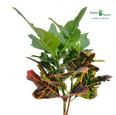 Oakleaf Croton Plant - Indoor Plants -  - oakleaf-croton-plant -   