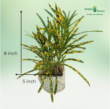 Baby Croton Plant - 5 Inch - Poly Bag