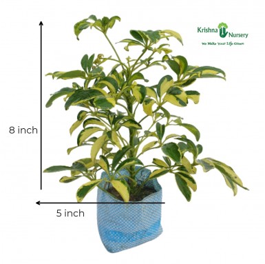 Mini Schefflera Plant - 5 inch - Poly Bag