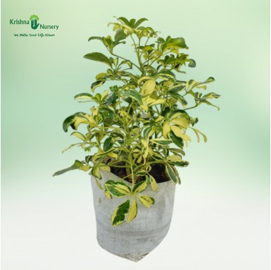 Mini Schefflera Plant with Polybag - Indoor Plants -  - mini-schefflera-plant-with-polybag -   