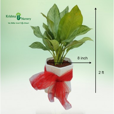 Green Aglaonema Plant - Gifting Plants -  - green-aglaonema-plant -   