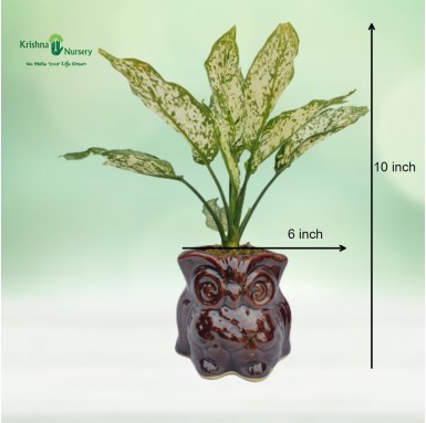 Aglaonema Snow White with Duck Pot - Gifting Plants -  - aglaonema-snow-white-with-duck-pot -   