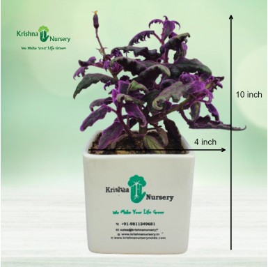 Gynura Plant - 4 inch - White Pot