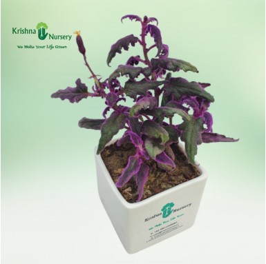 Gynura Plant - 4 inch - White Pot