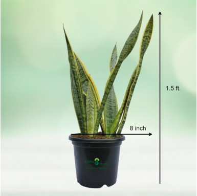 Snake Plant with 10" Pot - Sansevieria Plant - Indoor Plants -  - snake-plant-with-10-pot-sansevieria-plant -   