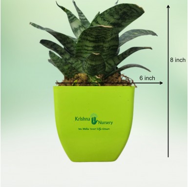Snake Plant - Dracaena Trifasciata - Indoor Plants - Buy Snake Plants Online | Dracaena Trifasciata | Krishna Nursery - snake-pl