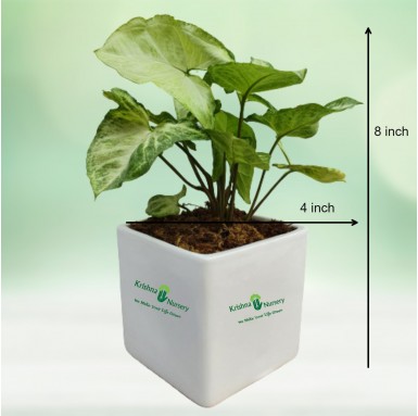 Syngonium Podophyllum Plant - Green Wall Plants -  - syngonium-podophyllum-plant -   