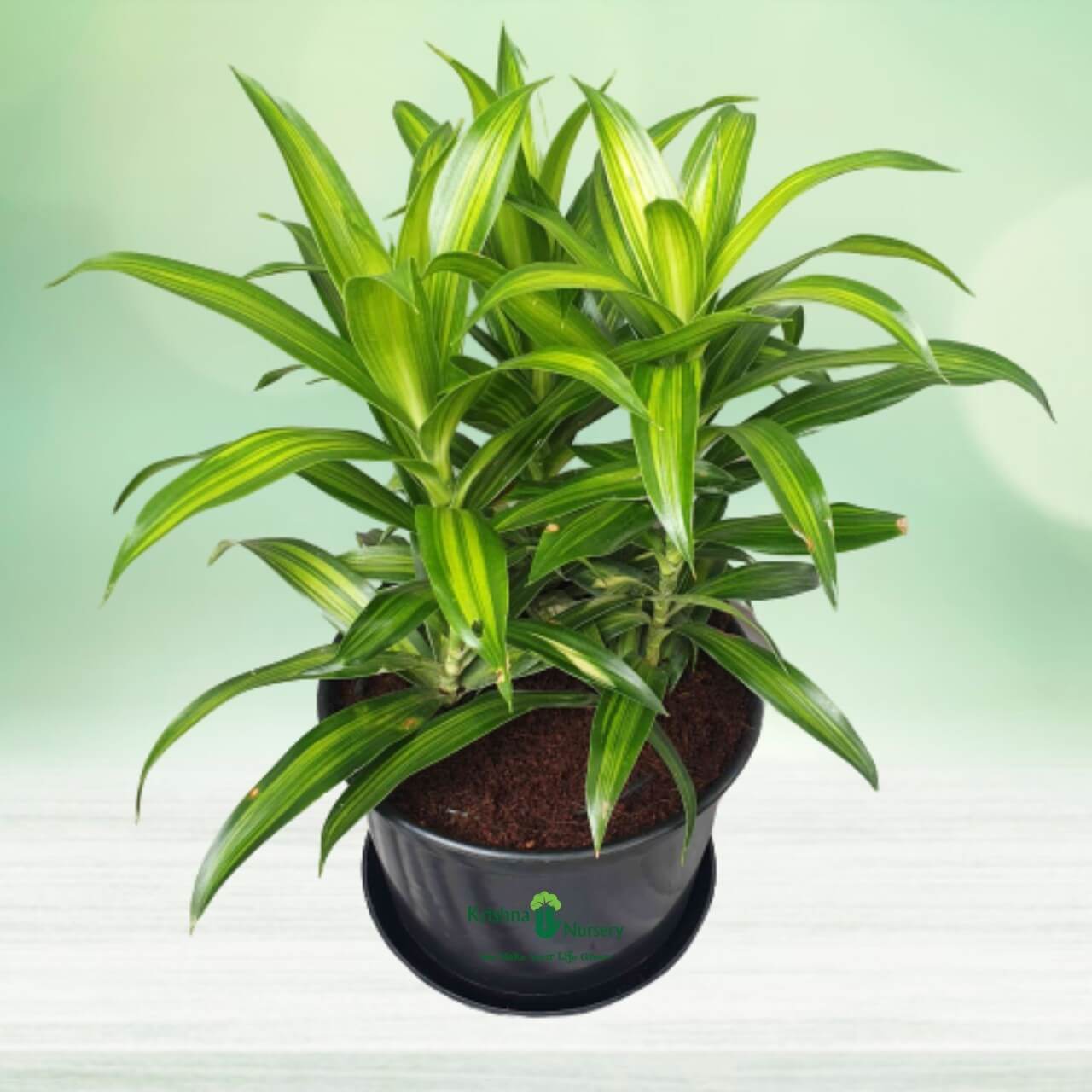 Green Song of India Plant - 8 Inch - Black Pot