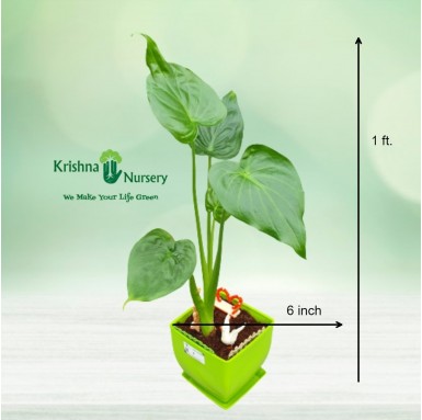Alocasia Plant - 6 inch - Green Pot