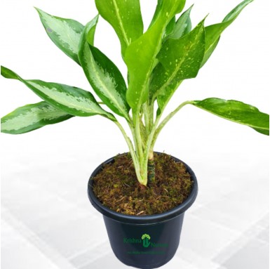 Aglaonema Parrot Plant - Indoor Plants - Aglaonema Parrot Jungle - House Plants - Krishna Nursery - aglaonema-parrot-jungle-indo