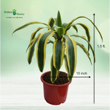 Victoria Plant - Indoor Plants - Victoria Plant - Air Purifying Houseplant - Krishna Nursery - victoria-plant-air-purifying-hous