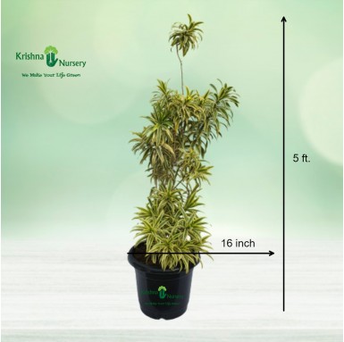 Dracaena Reflexa Plant (Song Of India) - Indoor Plants -  - dracaena-reflexa-plant-song-of-india -   