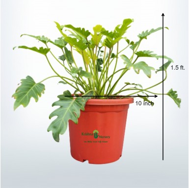 Golden Xanadu Plant - 10 Inch - Red Pot