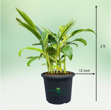 Alpinia Plant - Indoor Plants -  - alpinia-plant -   