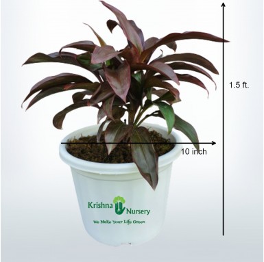 Dracaena Rosea Plant - 10 Inch - White Pot
