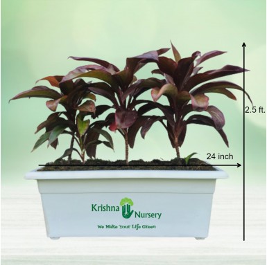 Dracaena Rosea Plant - Indoor Plants -  - dracaena-rosea-plant -   