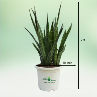 Sansevieria Cylindrica (Snake Plant) - Indoor Plants -  - sansevieria-cylindrica-snake-plant -   