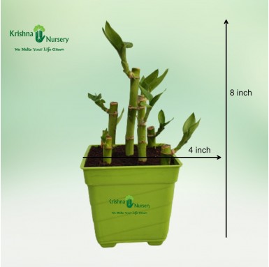 Lucky Bamboo Plant - Table Top Plants -  - lucky-bamboo-plant -   