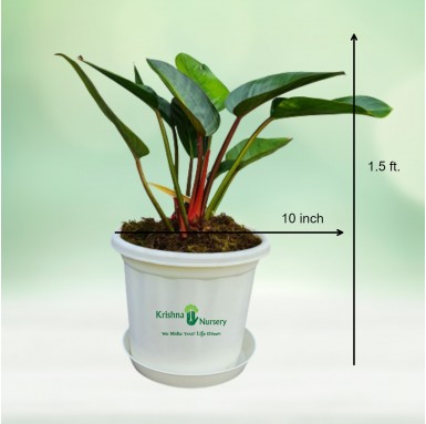 Philodendron Congo Plant - 10 Inch - White Pot