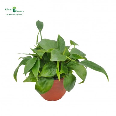 Philodendron Oxycardium Plant - Indoor Plants -  - philodendron-oxycardium-plant -   