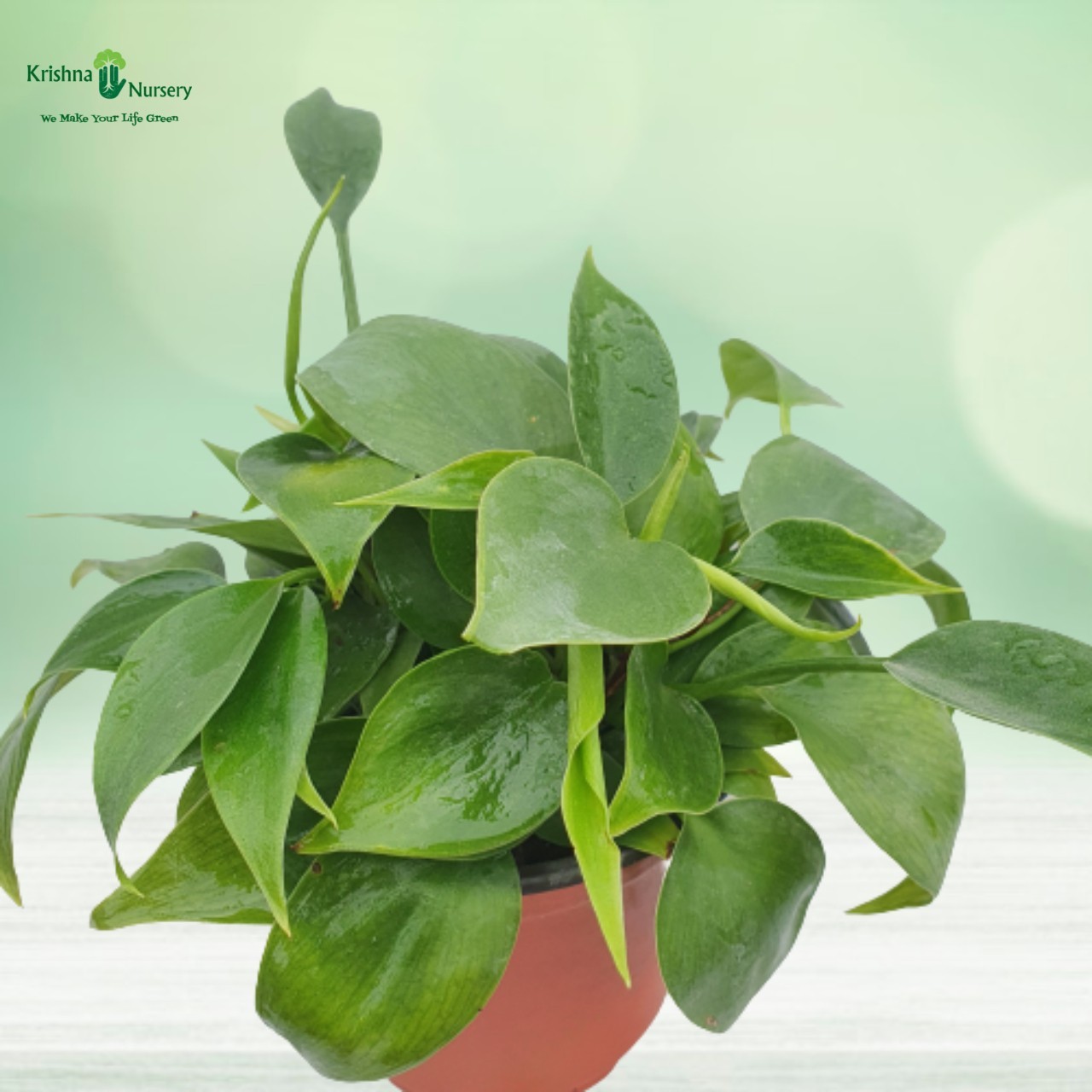 Philodendron Oxycardium Plant - 4 inch - Red Pot