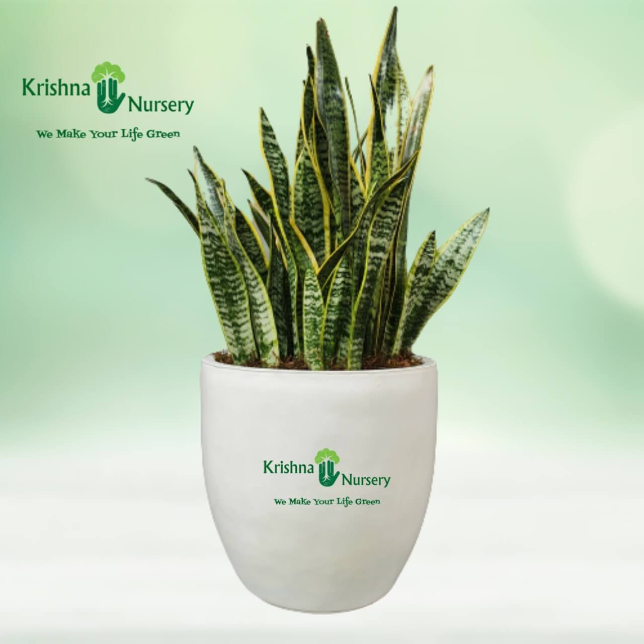 Snake Plant with 14'' Fiber pot - Indoor Plants - Buy Snake Plant with Fiber Pot | Best Indoor Plant | Krishna Nursery - snake-p