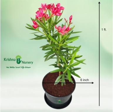 Kaner Dwarf Plant - Outdoor Plants -  - kaner-dwarf-plant -   
